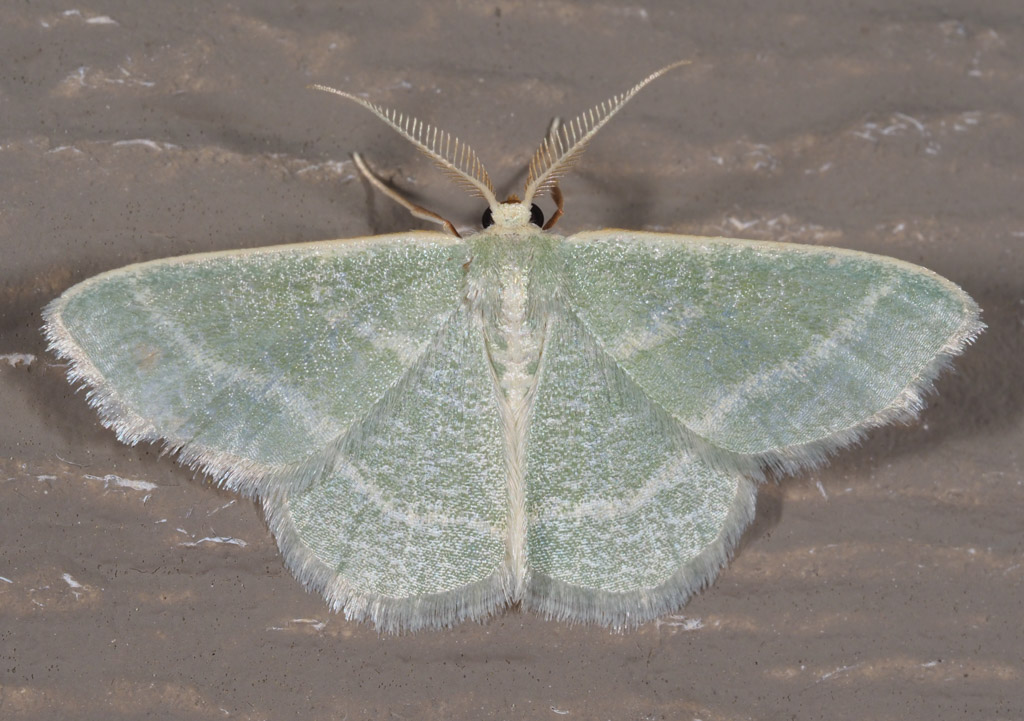 Moth Control — Caraselle